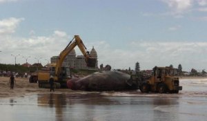 Uruguay: une baleine échouée sur une plage de Montevideo