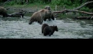Terre des Ours - au cinéma le 26 février en 3D