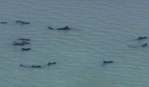 Etats-Unis: des baleines piégées dans un mètre d'eau