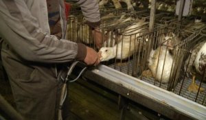 Foie gras: le lent mea culpa des gaveurs