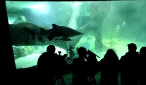Au zoo de Madrid, les requins aussi fêtent Noël