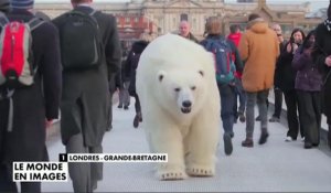 Le zapping du 30/01/15 : Un ours polaire se balade dans les rues de Londres !