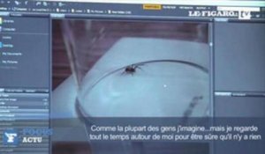 L'araignée la plus dangereuse d'Angleterre se multiplie