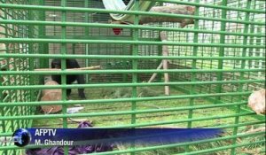 Charlie, le chimpanzé sauvé d'un zoo au Liban