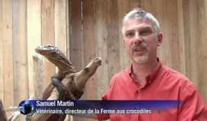 L'arrivée de bébés dragons de Komodo dans un parc zoologique français