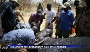 Tchad: des colliers anti-braconnage pour les élephants