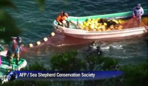 Au Japon, les dauphins sont attirés et massacrés par des pêcheurs