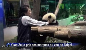 Première sortie publique du bébé panda né à Taïwan