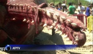 Uruguay: une baleine s'est échouée sur une plage de Montevideo