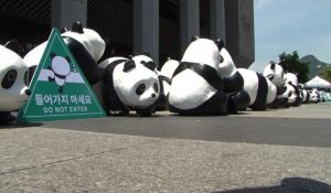 Insolite: 1.600 pandas en papier mâché à Séoul