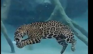 Un jaguar chasse sous l'eau 