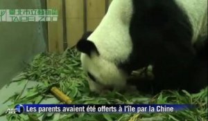 Les premiers jours du bébé panda né en captivité