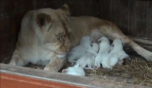 5 lionceaux blancs nés au zoo d'Amnéville