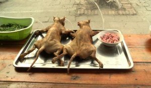 Le chat, plat pour gourmets au Vietnam, en toute illégalité