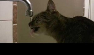 Mon chat, Zelie, boit de l'eau au Robinet