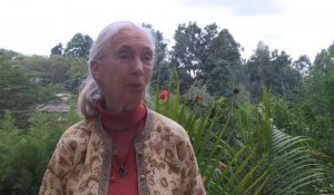 Les grands singes proches de l'extinction, avertit Jane Goodall