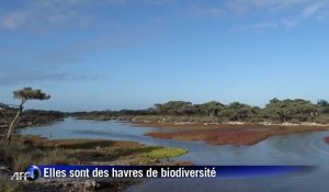 Les Eparses, des îlots préservés de biodiversité stratégiques