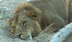 Des lions du zoo de Gaza transférés en Jordanie après la guerre