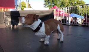 Walle, gagnant du concours du chien le plus laid du monde