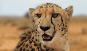 Afrique du Sud: faune sous haute surveillance