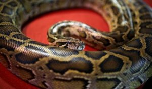 Deux enfants tués par un python au Canada : "Difficile à croire", selon les experts