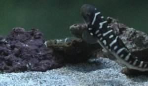 Premiere Naissance Filmee D Un Requin Zebre A Oceanopolis Sur Orange Videos