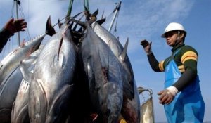 La France prête à interdire la commercialisation du thon rouge
