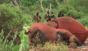 Braconnage au Kenya : les éléphants menacés d'extinction