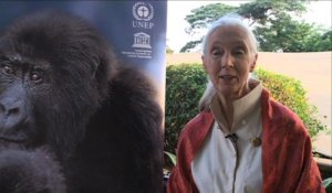 Jane Goodall: à 78 ans, elle se bat encore pour les singes