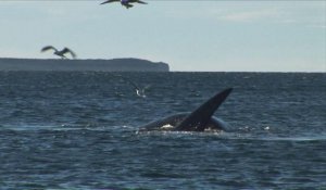 Argentine: les baleines de nouveau chassées