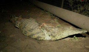 Afrique du Sud: chasse aux crocodiles dans la vallée du Limpopo