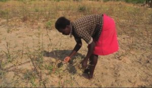 Après la sécheresse, la faim au Zimbabwe