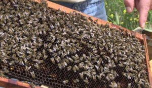 Les abeilles et leur miel à l'abri en Grèce ?