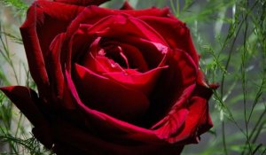 Les roses éthiopiennes s'imposent sur le marché mondial