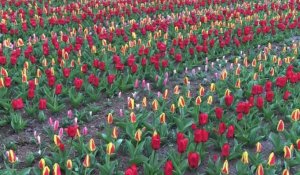 Pays-Bas: le Keukenhof, le plus grand jardin à bulbes au monde