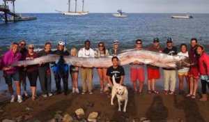 ZAPPING ACTU DU 16/10/2013 - Un poisson de 5,50m pêché en Californie