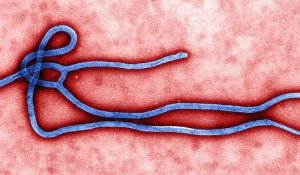 La propagation d'Ebola en Afrique de l'Ouest inquiète l'OMS