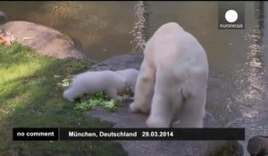 Les oursons polaires du zoo de Munich attirent les foules