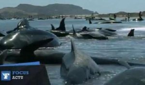 200 baleines s'échouent sur une plage de Nouvelle-Zélande