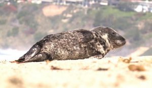 Opération de sauvetage en Californie pour des lions de mer