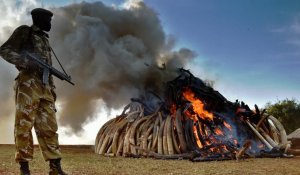 Le président Kenyatta brûle symboliquement 15 tonnes d'ivoire