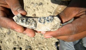 Découverte d'une mandibule africaine : a-t-on retrouvé le premier "Homo" ?