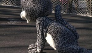 Un zoo japonais simule l'évasion d'un léopard des neiges