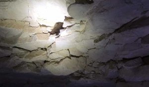Les chauves-souris dans les souterrains de la Citadelle d'Amiens 
