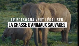 Le Botswana décidé à reprendre la chasse aux animaux sauvages         