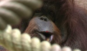 Nénette, l'orang-outan star du Jardin des Plantes, a 50 ans