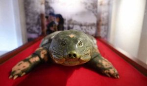 Une tortue sacrée embaumée pour l'éternité au Vietnam