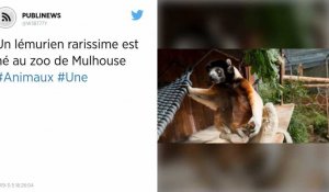 Un lémurien rarissime est né au zoo de Mulhouse