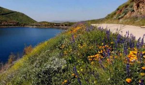 Images de drone de floraison dans le sud de la Californie