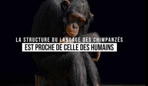 La communication chez les chimpanzés suit les règles de la linguistique humaine 